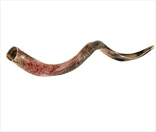 Shofar Yemenite Mediano (32"-35") #1114